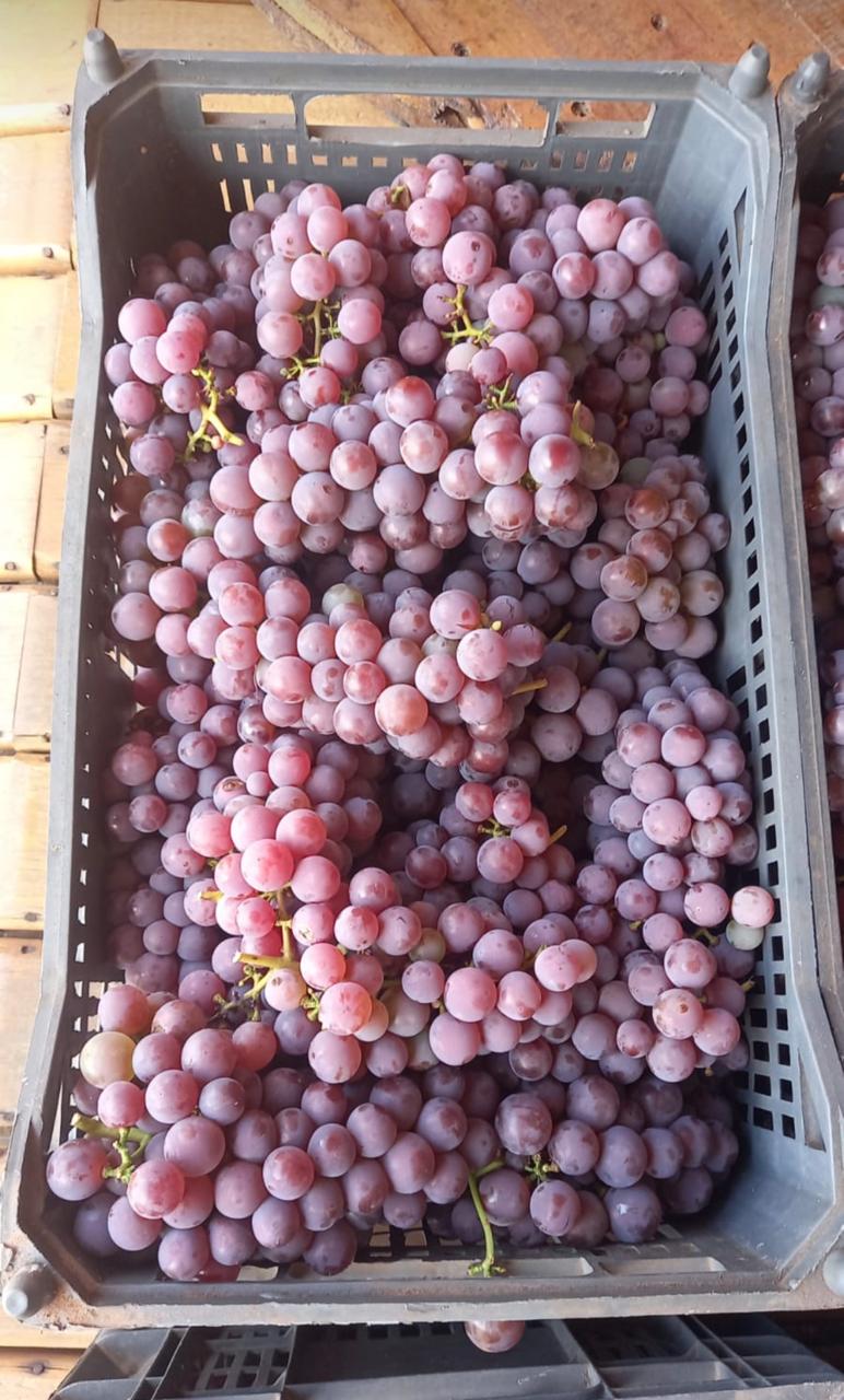 WhatsApp Image 2026-04-02 at 08.45.18.jpeg