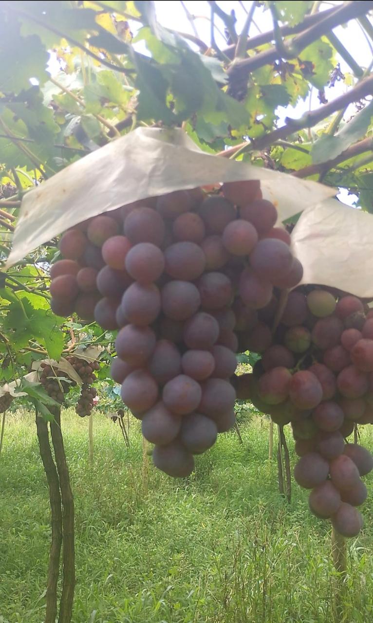 WhatsApp Image 2026-04-02 at 08.44.12.jpeg