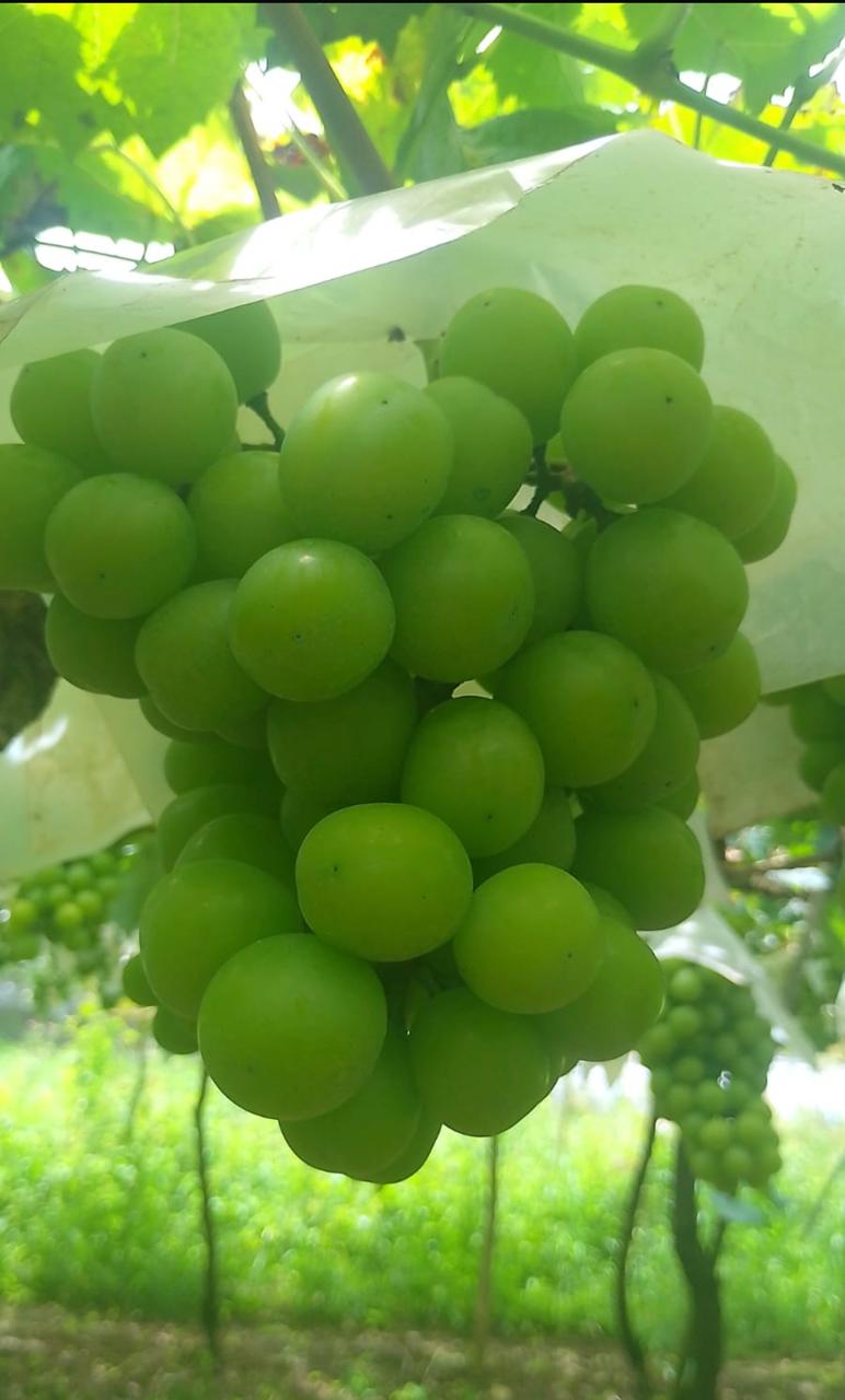 WhatsApp Image 2026-04-02 at 08.44.45.jpeg