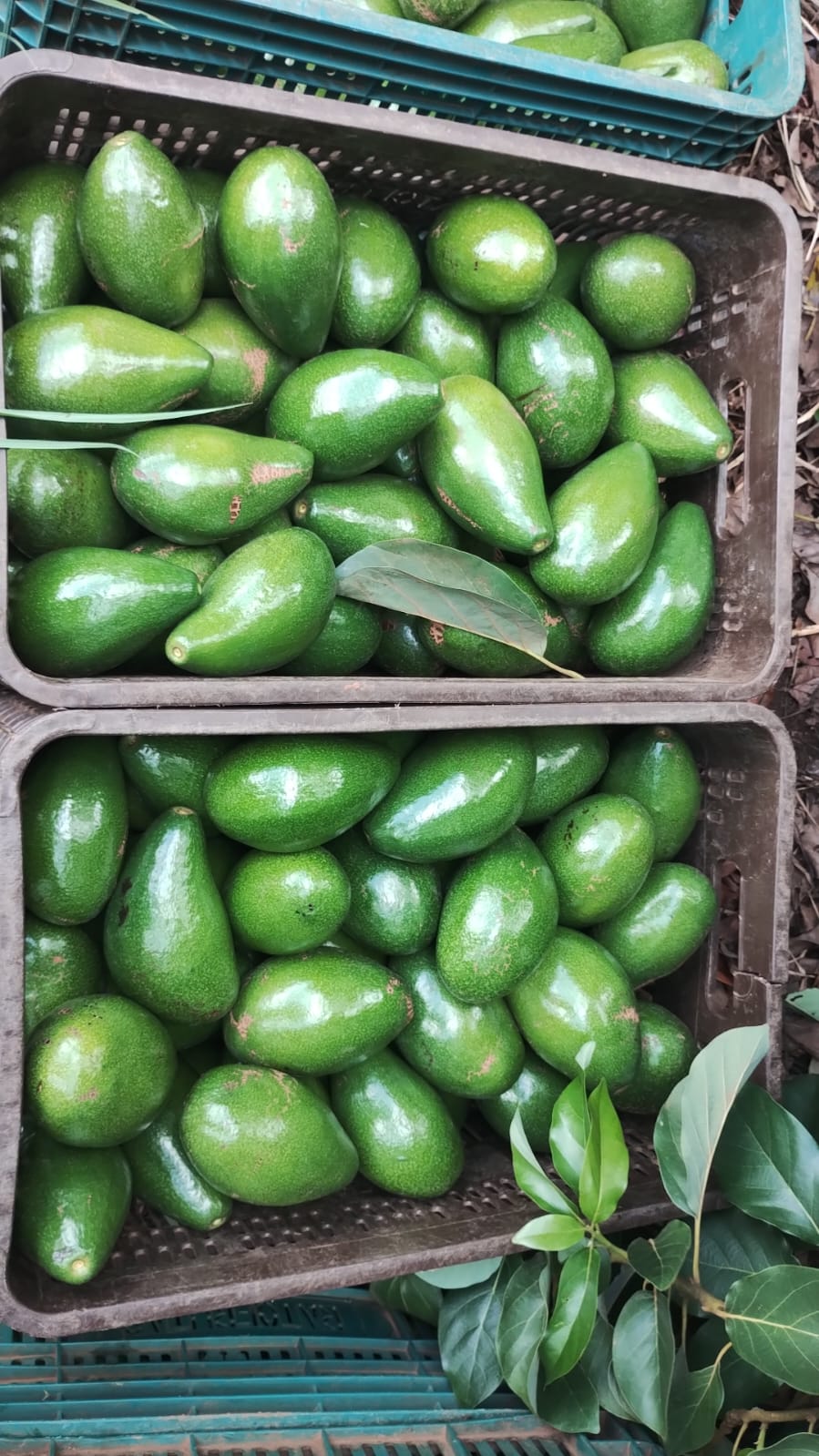 WhatsApp Image 2026-04-02 at 08.41.07.jpeg